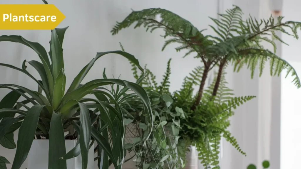 Indoor Plants